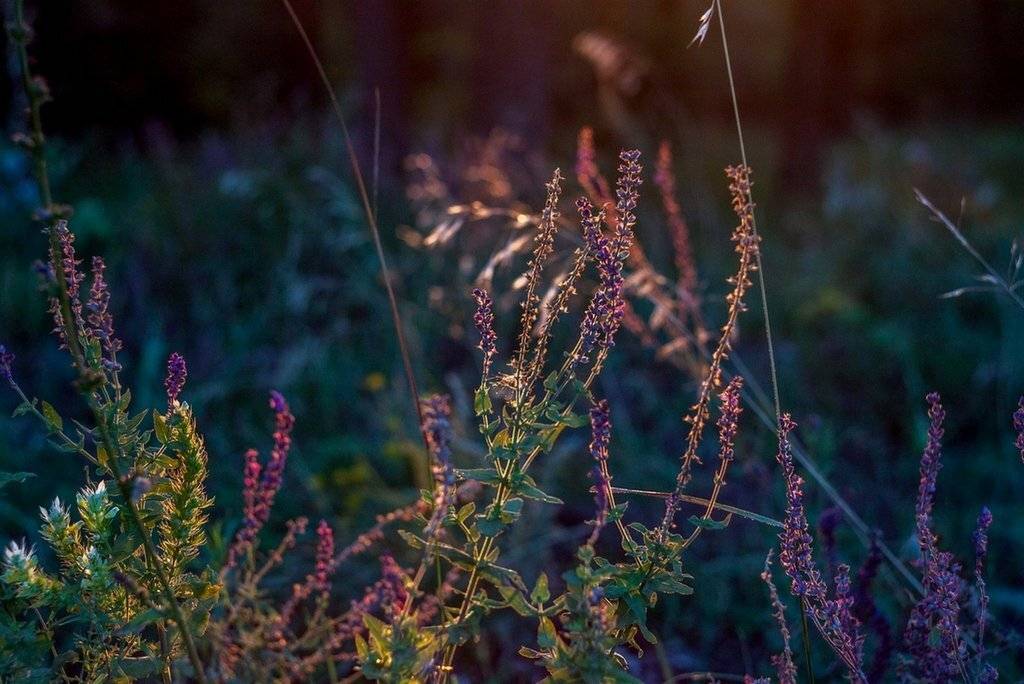 , Максим Филипов