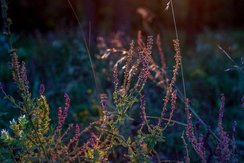 \' фото превью