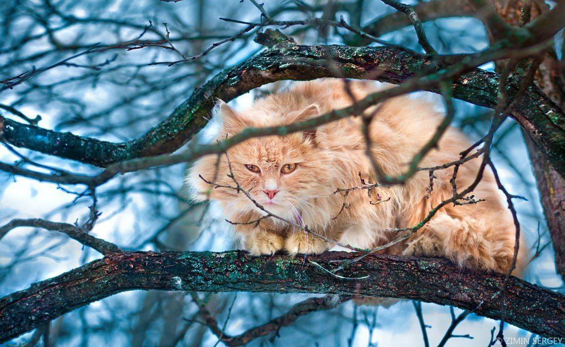 , Сергей Зимин