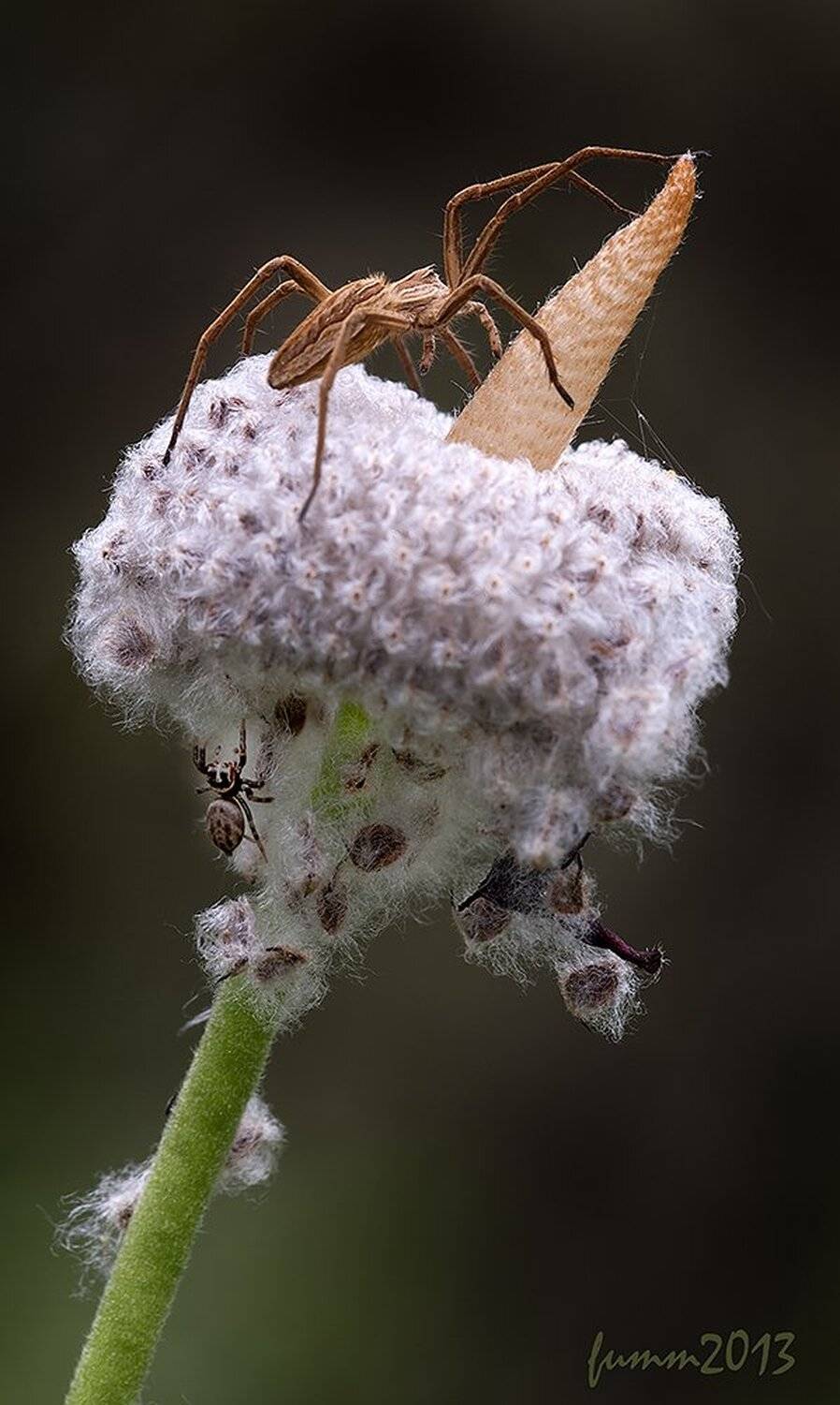 , Игорь ФУММ
