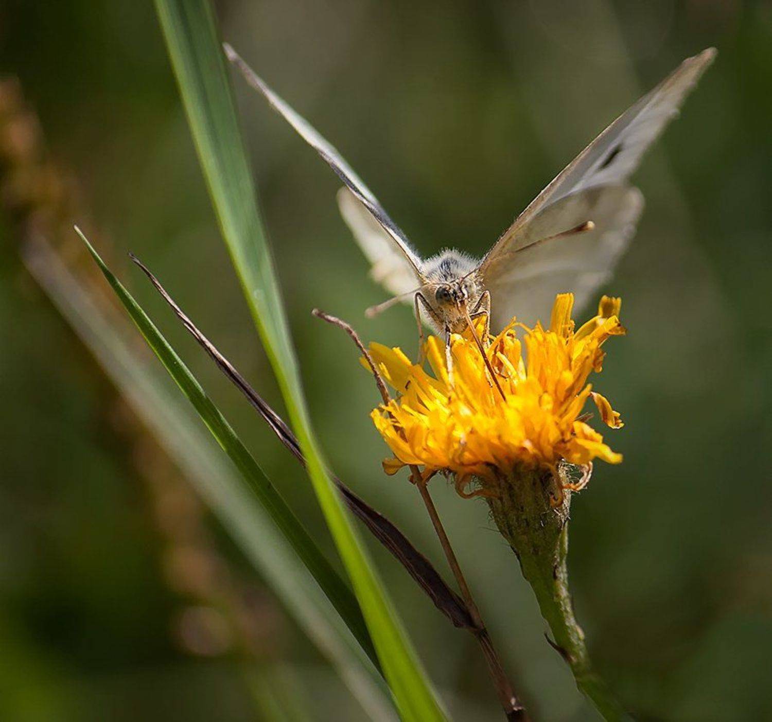 лето, цветы, трава, одуванчик, бабочка, Наталья Кузнецова (Nateletro)