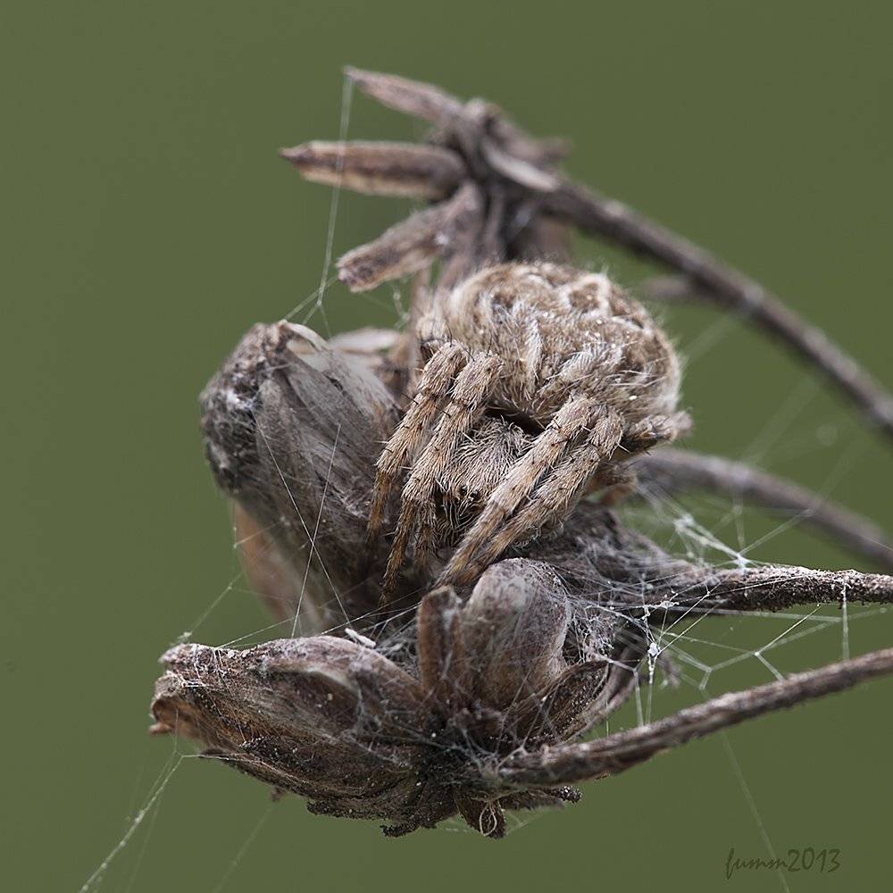 , Игорь ФУММ