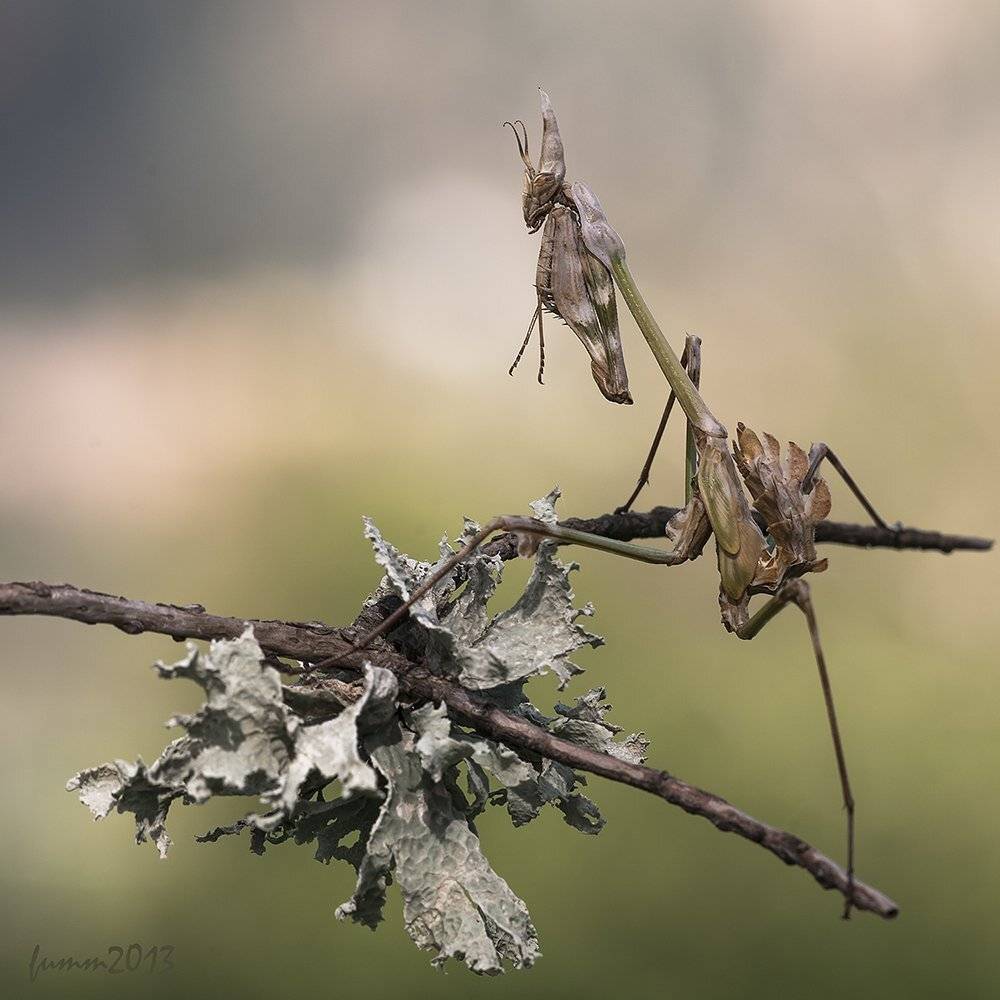 , Игорь ФУММ