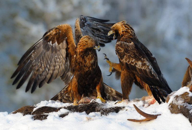 моргалы выколю! фото превью