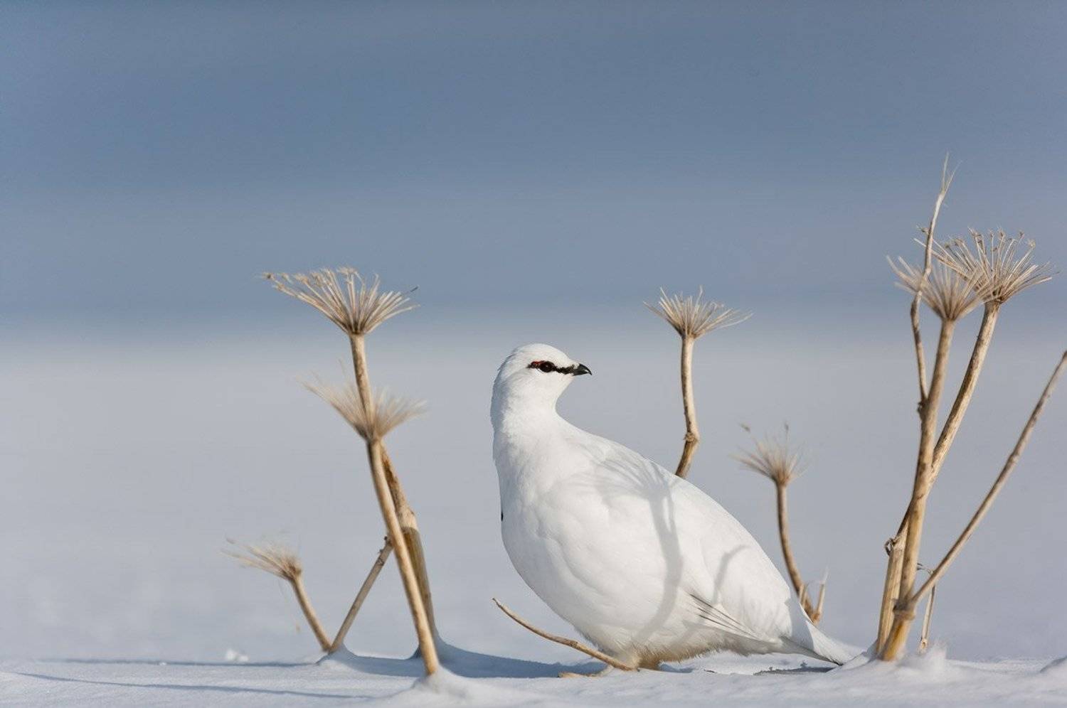 тундряная куропатка, командорские острова, остров беринга, птица белая, Дмитрий Уткин