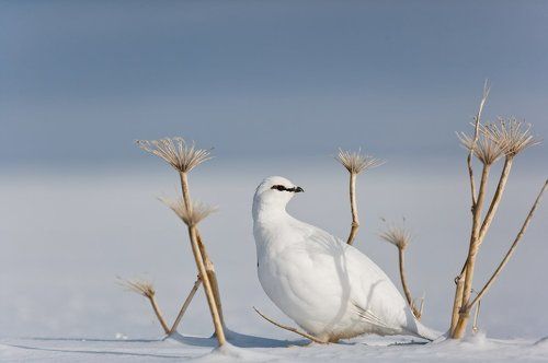 Спряталась