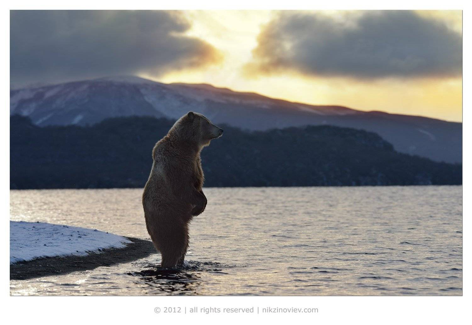 камчатка, россия, николай зиновьев, медведь, ноябрь,  дикая природа, Николай Зиновьев