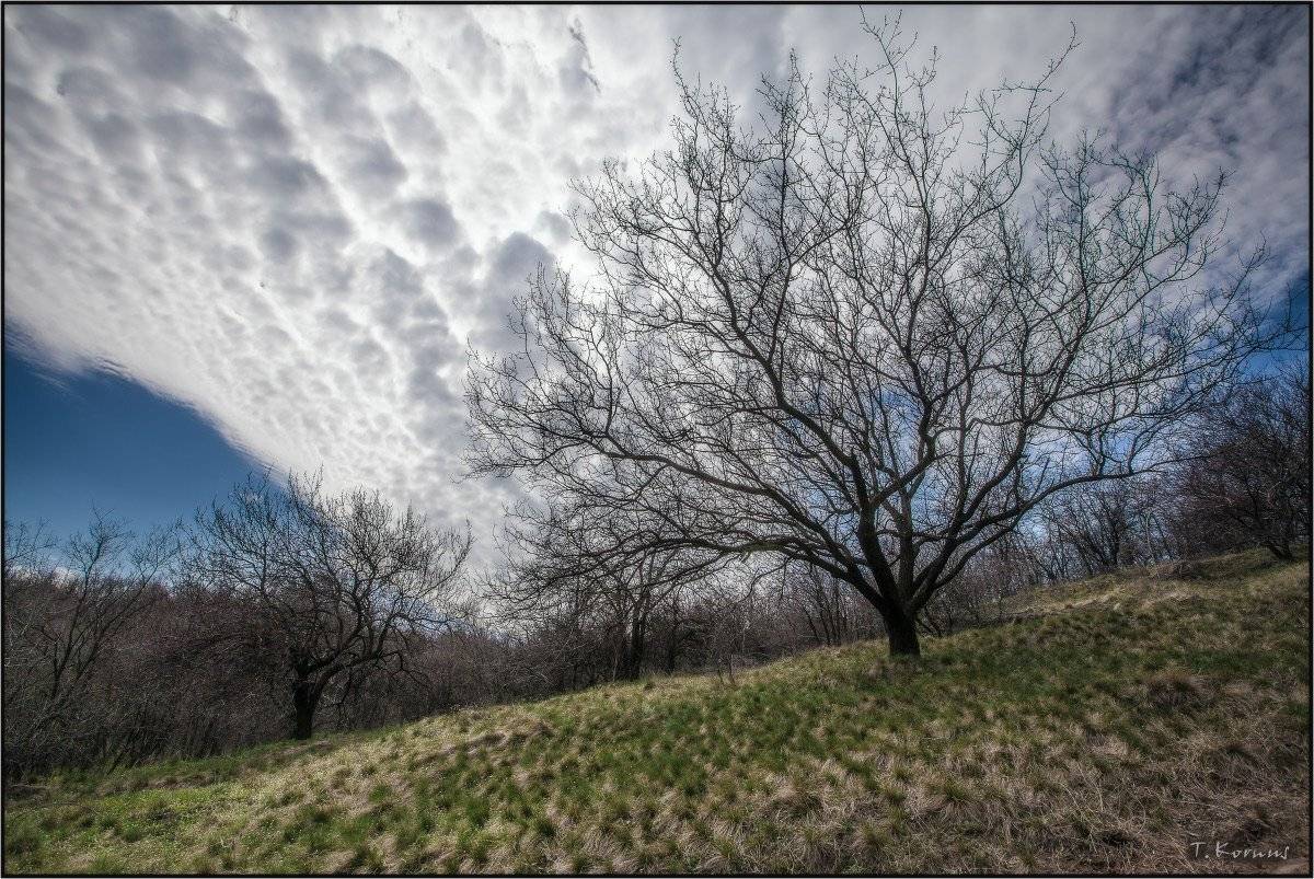 , Татьяна Корнус