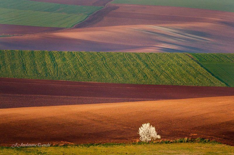 Spring on fields... фото превью