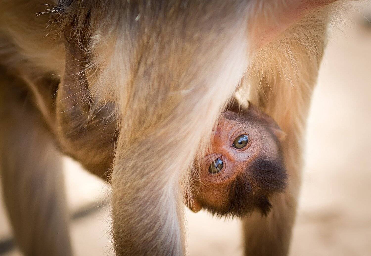 обезьяна, таиланд, Svetlana Golicyna