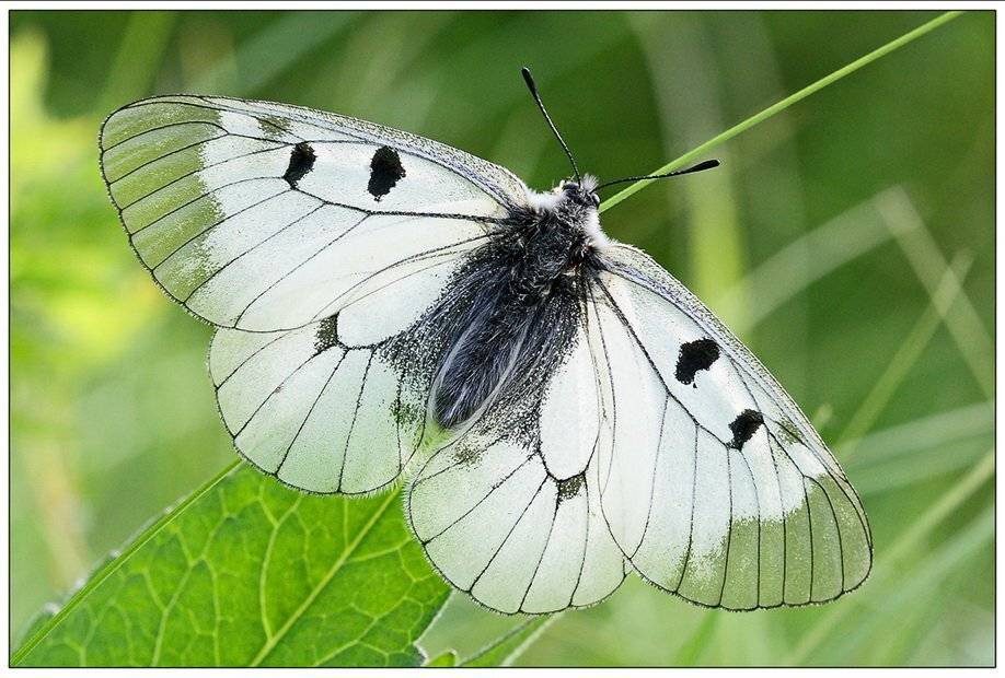 parnassius, mnemosine, мнемозина, Евгений Комаров