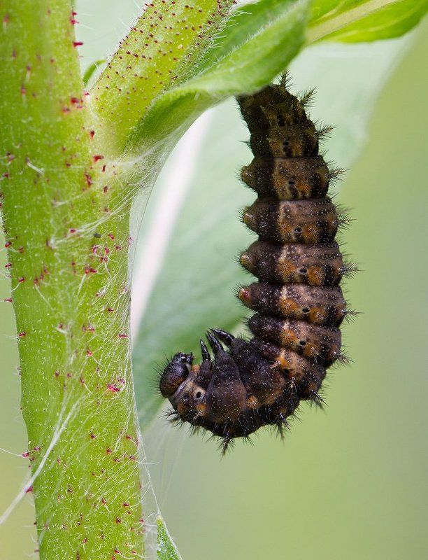 J фото превью