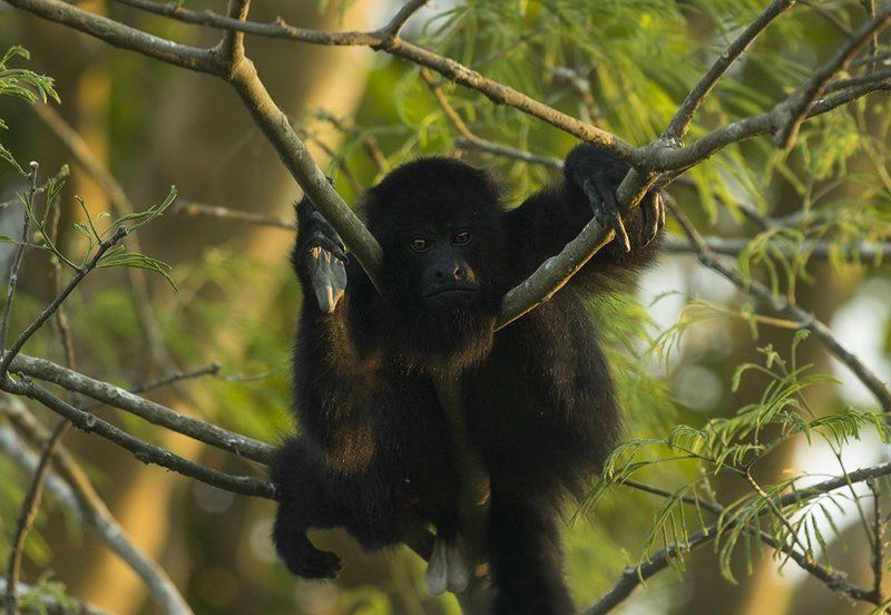 центральноамериканский ревун, alouatta pigra На закате фото превью