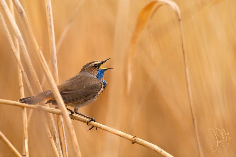 варакушка, bluethroat, luscinia svecica, birds, animals, nature, spring, singing О Варакушках фото превью