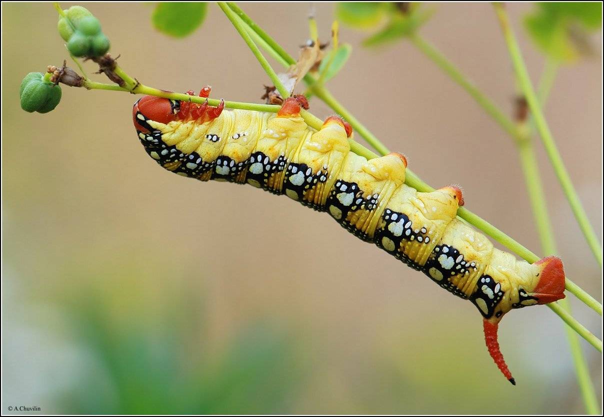 гусеница,молочайный,бражник,euphorbiae, Александр Чувилин