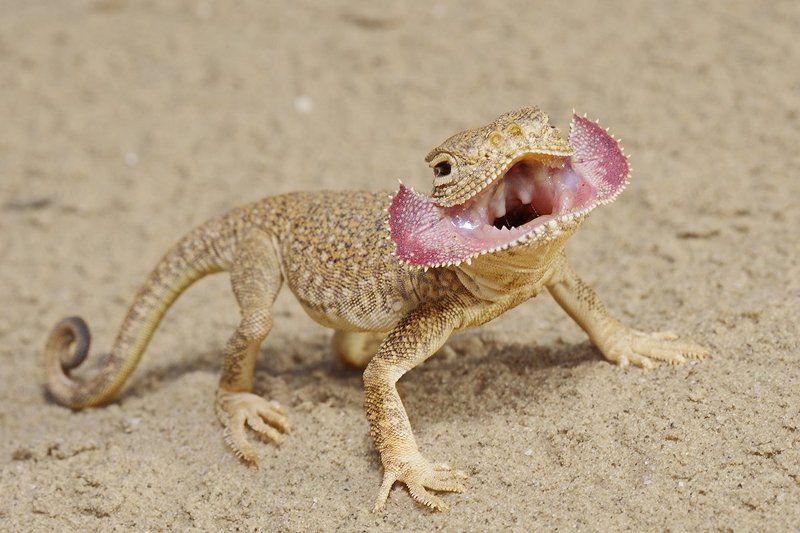 ушастая, круглоголовка Больной, скажите а-а-аа! фото превью