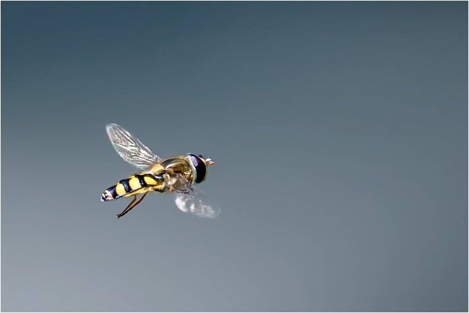 , Uncle_Vova (Владимир Веснин)