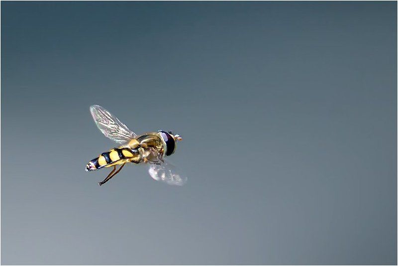 Лечу куда хочу! фото превью