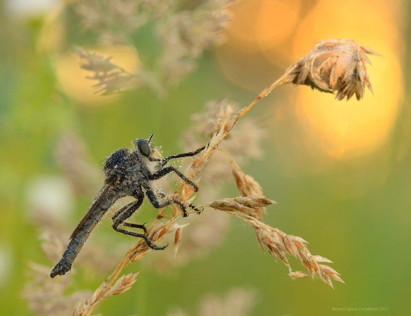 *** фото превью