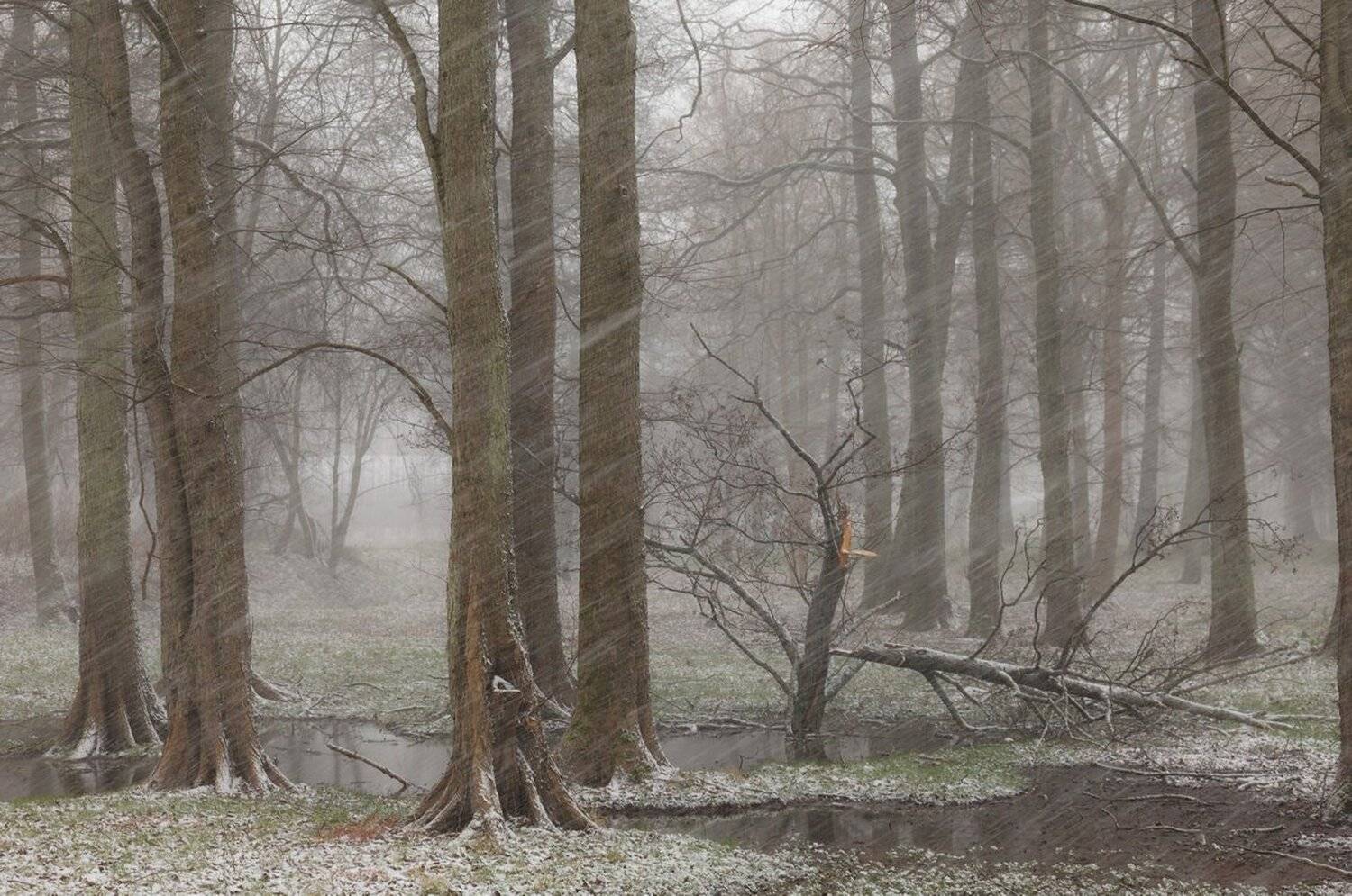 Зима, лес, пейзаж, снег, Анна Пакутина