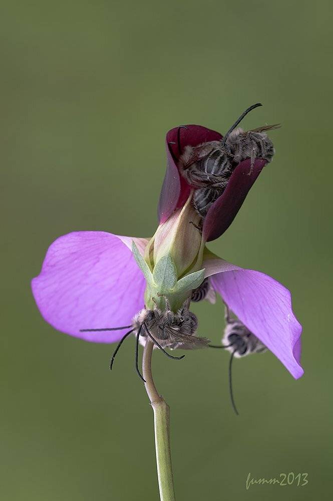 , Игорь ФУММ