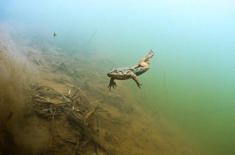 Звезда балета . фото превью