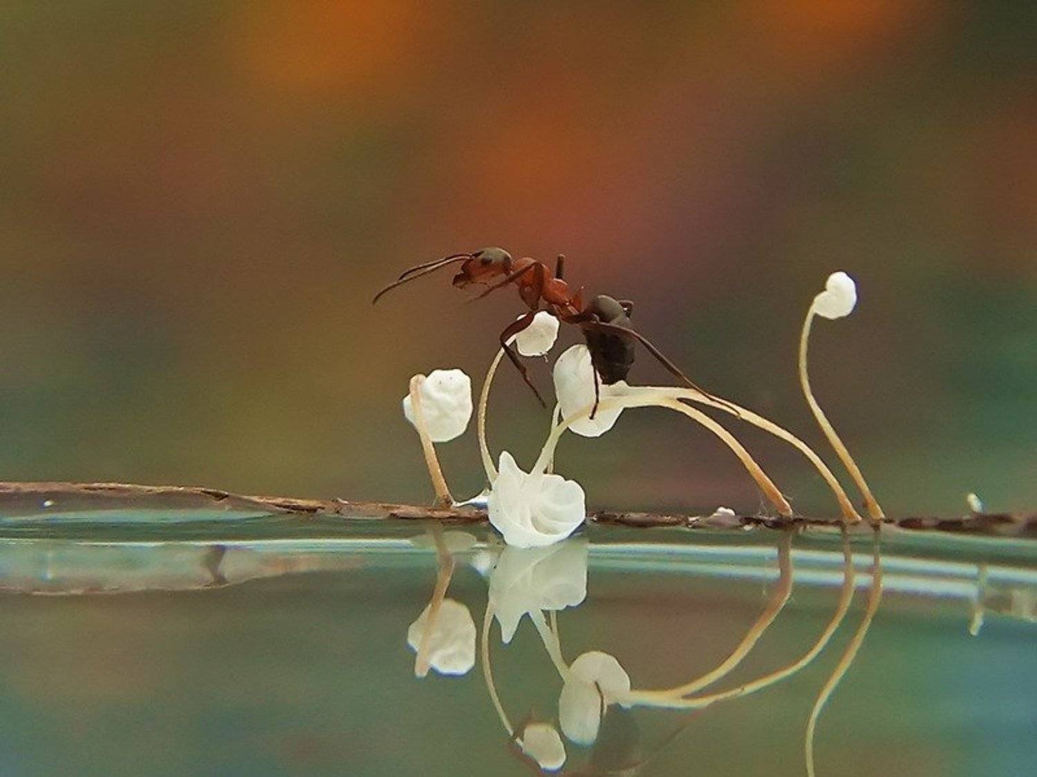 , Вячеслав Мищенко