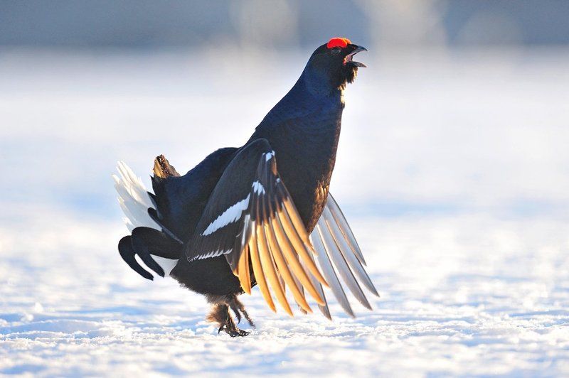 Заводила фото превью