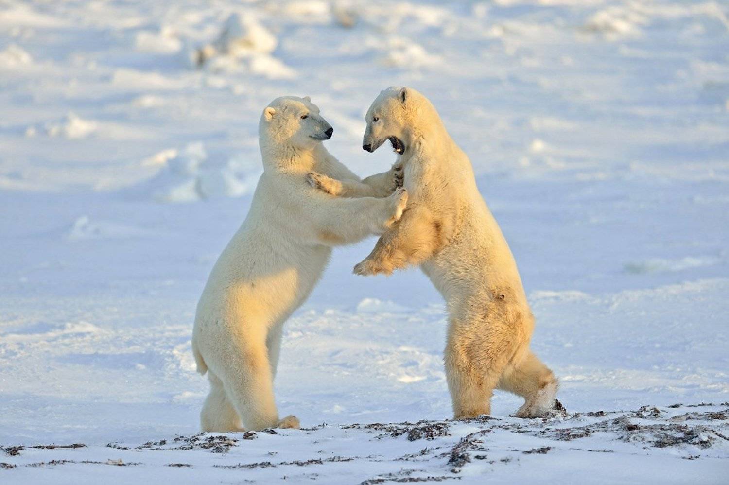 , Алексей Тищенко