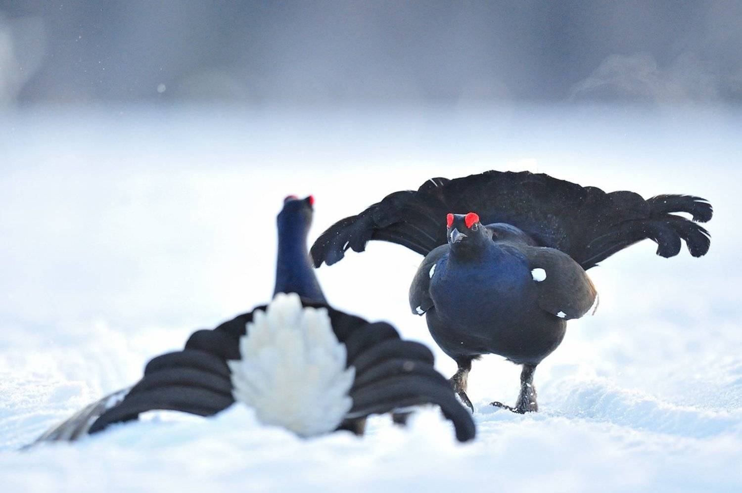 , Алексей Тищенко