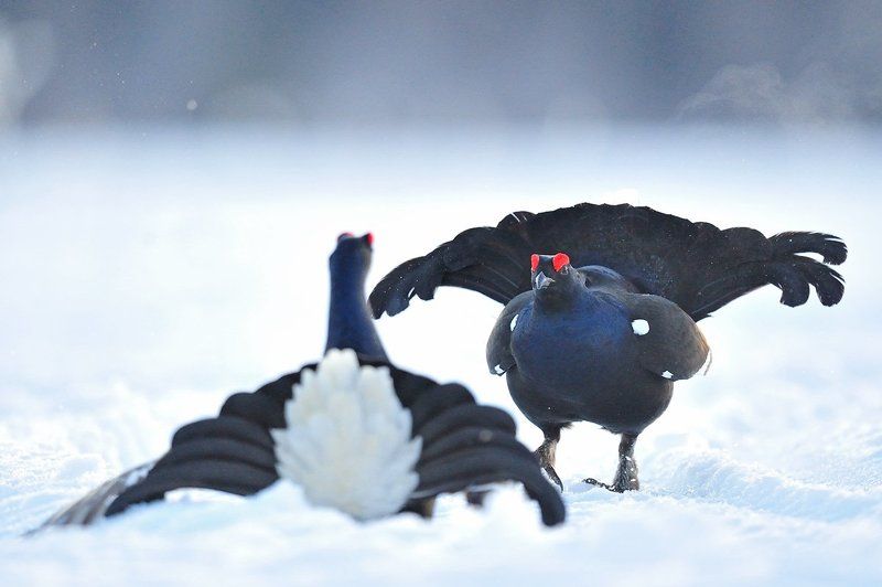 Серьёзные намерения фото превью