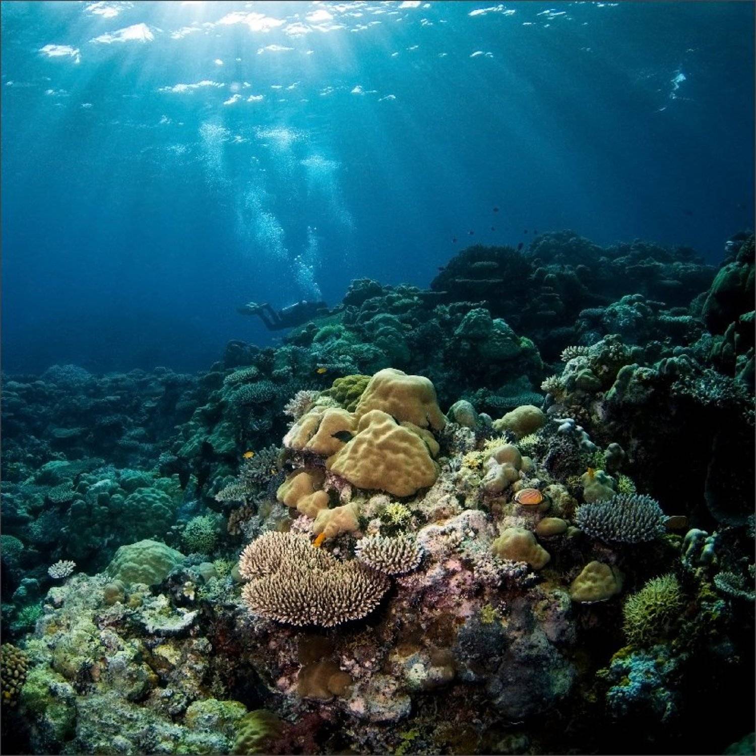 воздасцо, Нетушки