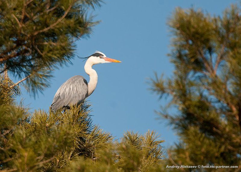 серая цапля, фотоохота Серая цапля фото превью