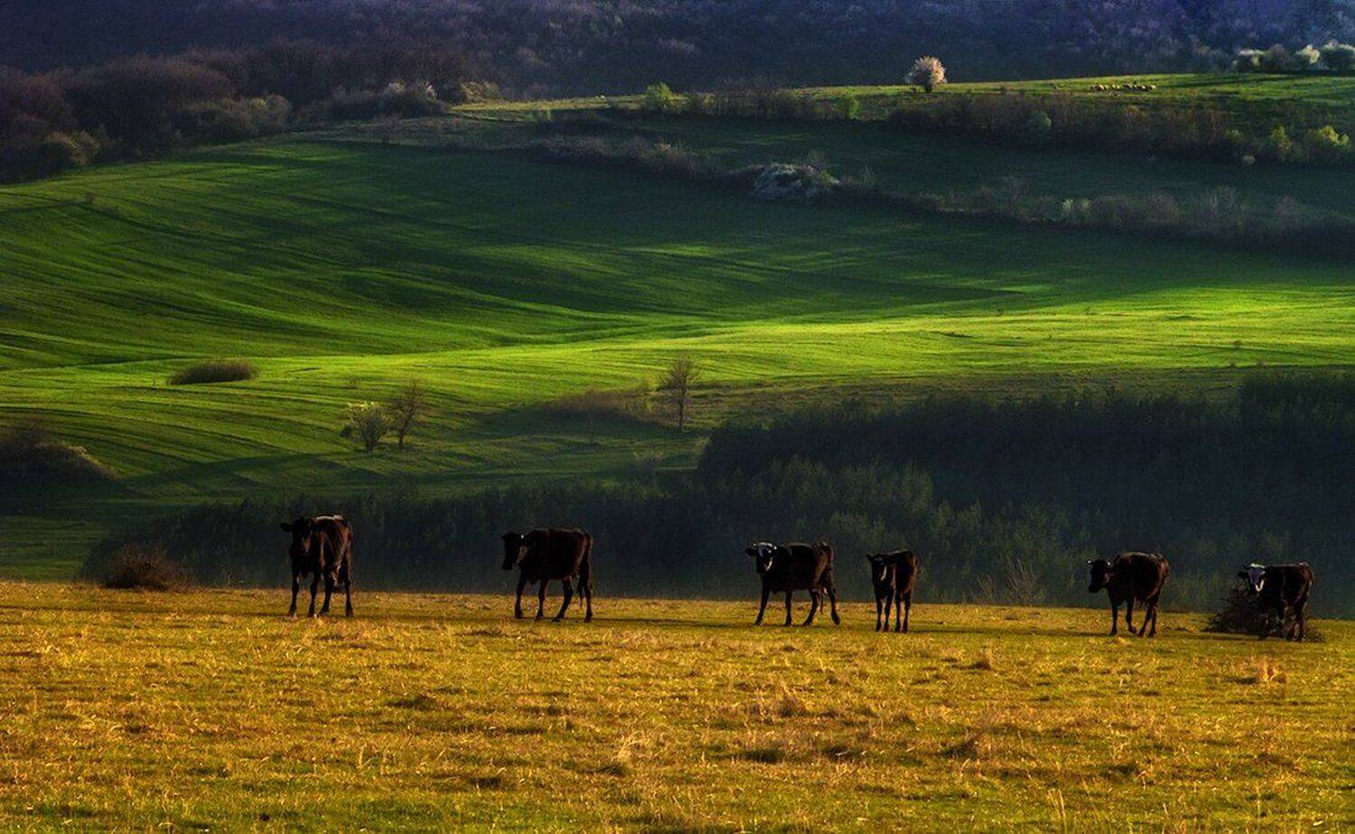 , Ирина Костова