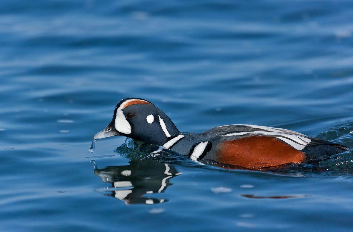 каменушка, утка, море, Дмитрий Уткин