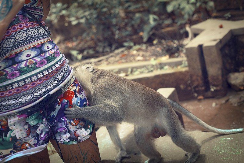 Обезьяны из глубинки фото превью