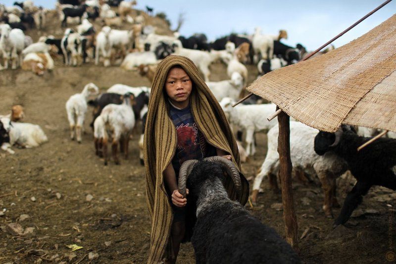 утро пастуха фото превью