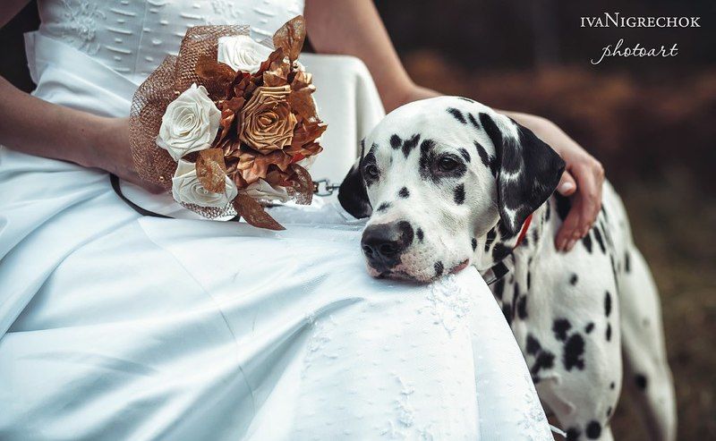 Дама с собачкой фото превью