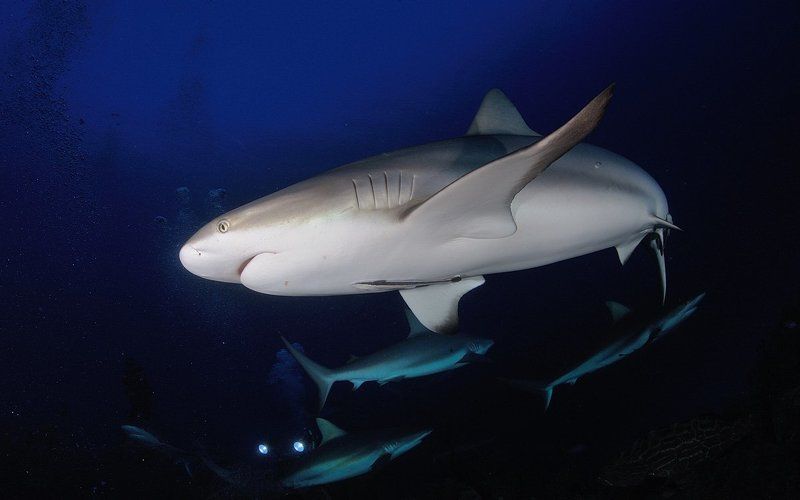 Куба. Карибские рифовые акулы. Толпимся. фото превью