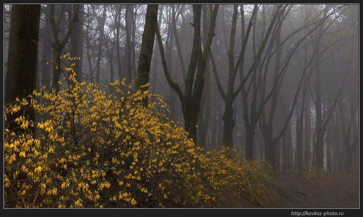 туманно, Николай Стюбко
