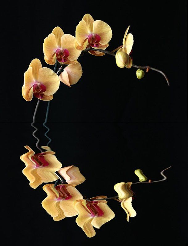 Отражение. фото превью