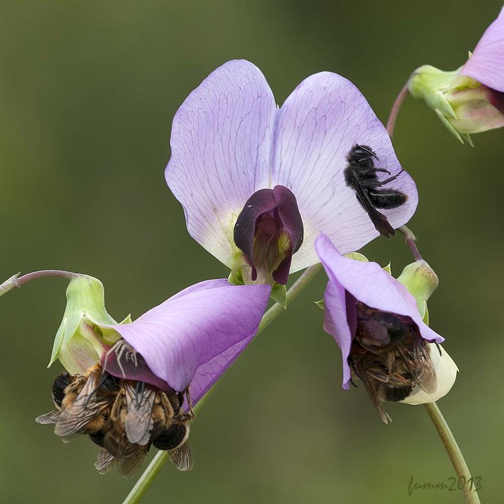 , Игорь ФУММ