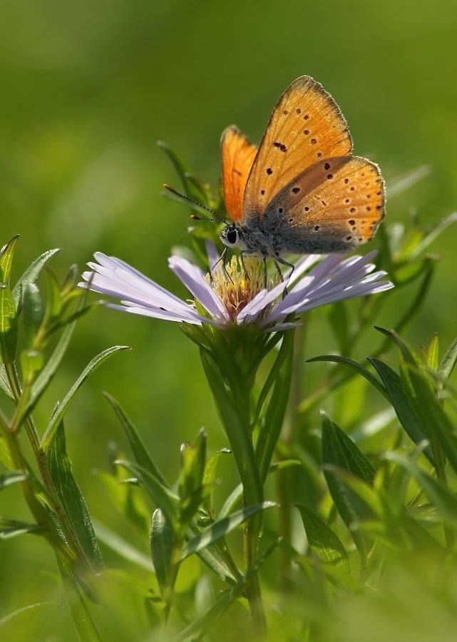 , Чепленко Алексей