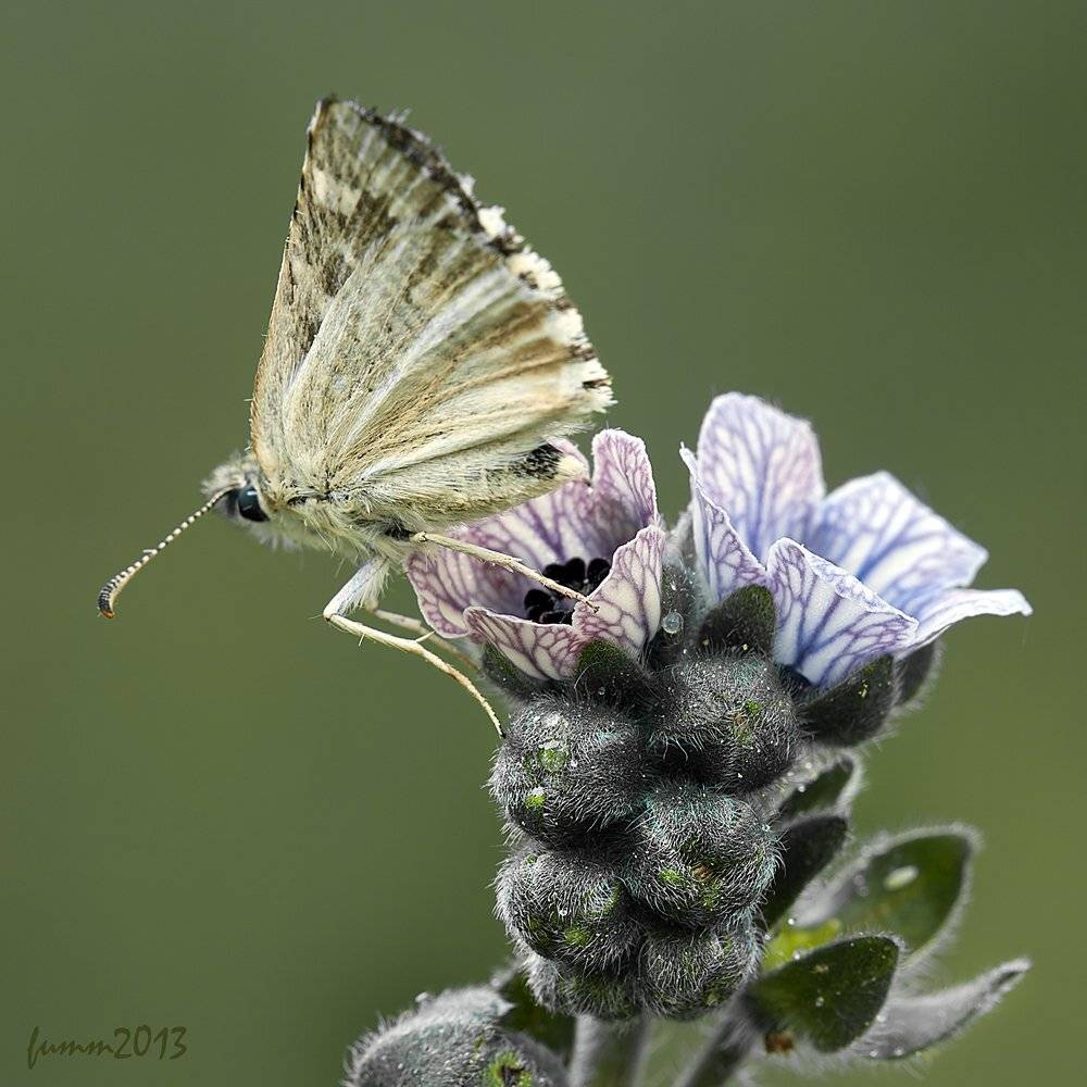 , Игорь ФУММ