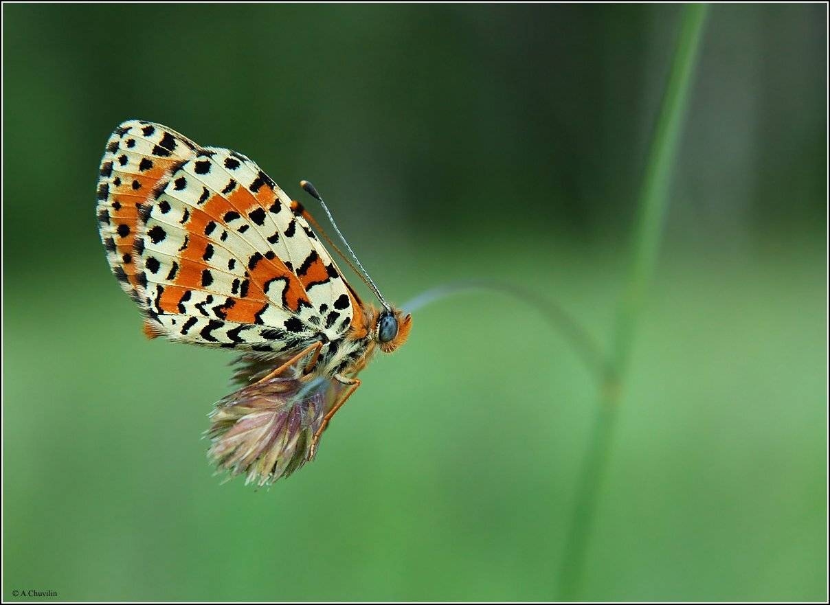бабочка,шашечница,дидима,баланс, Александр Чувилин