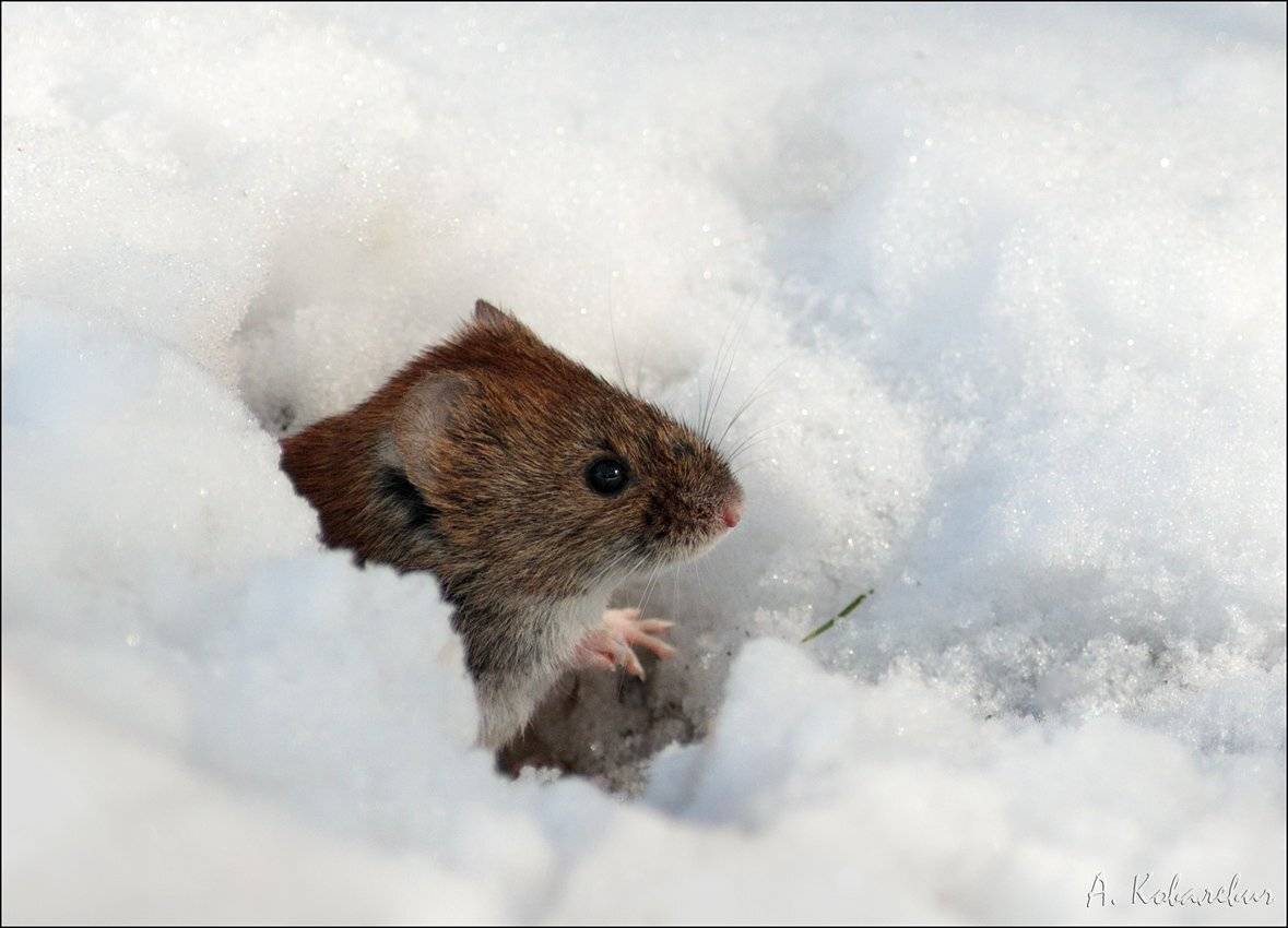 , Ковалевич А.
