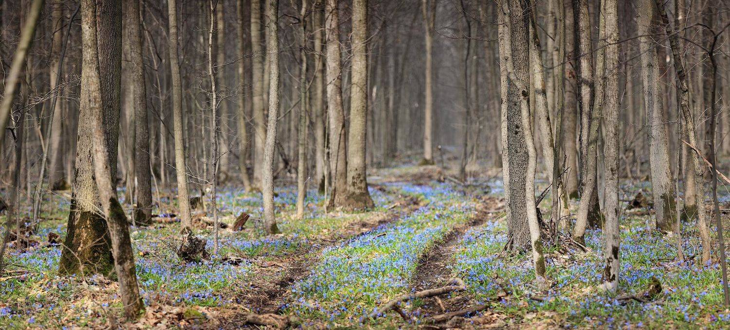 , Михаил Псарёв