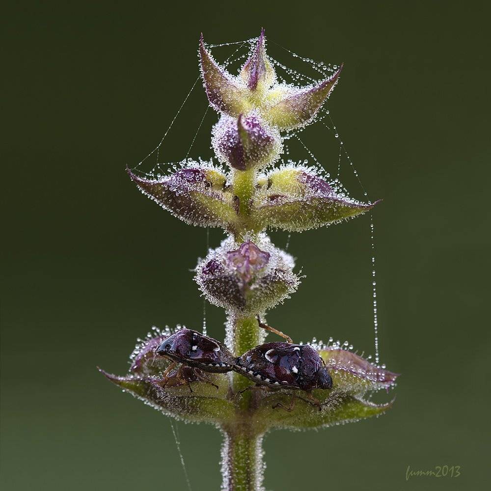 , Игорь ФУММ