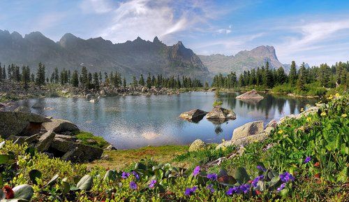 Фиалки Художников