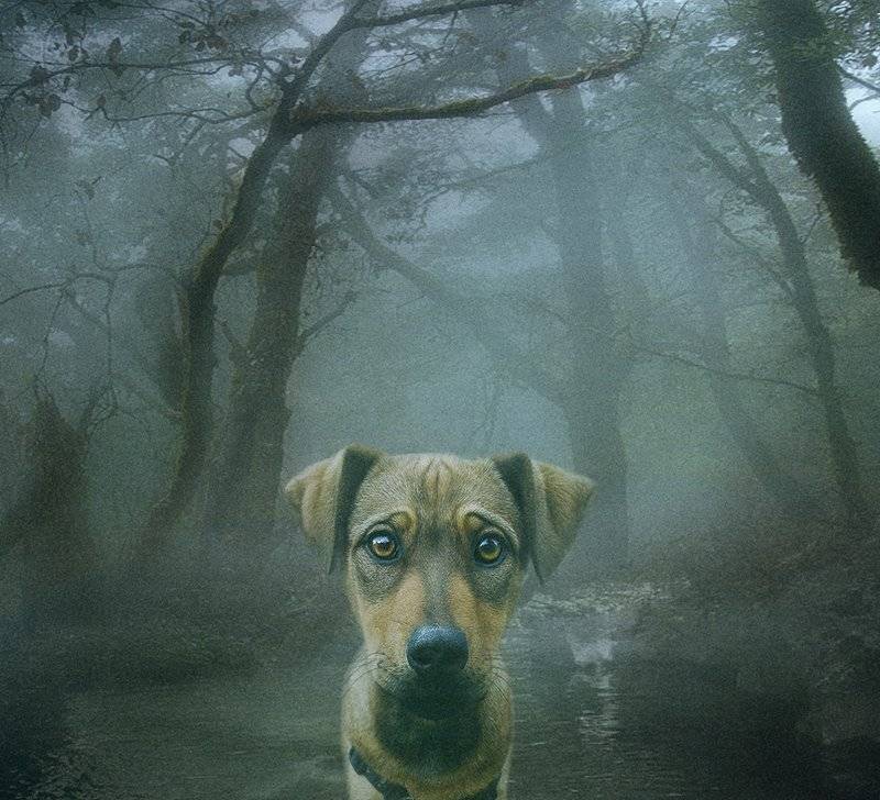 , Светлана Мелик-Нубарова